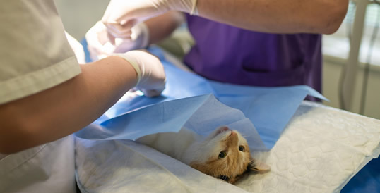 Campañas de Esterilización