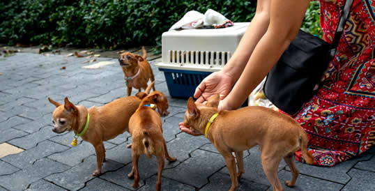 Programa de Horas Sociales