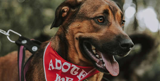 Jornadas de Adopción