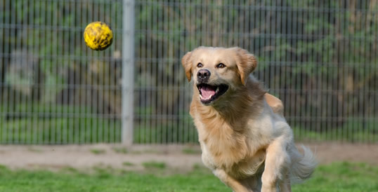 Refugio para perros y gatos